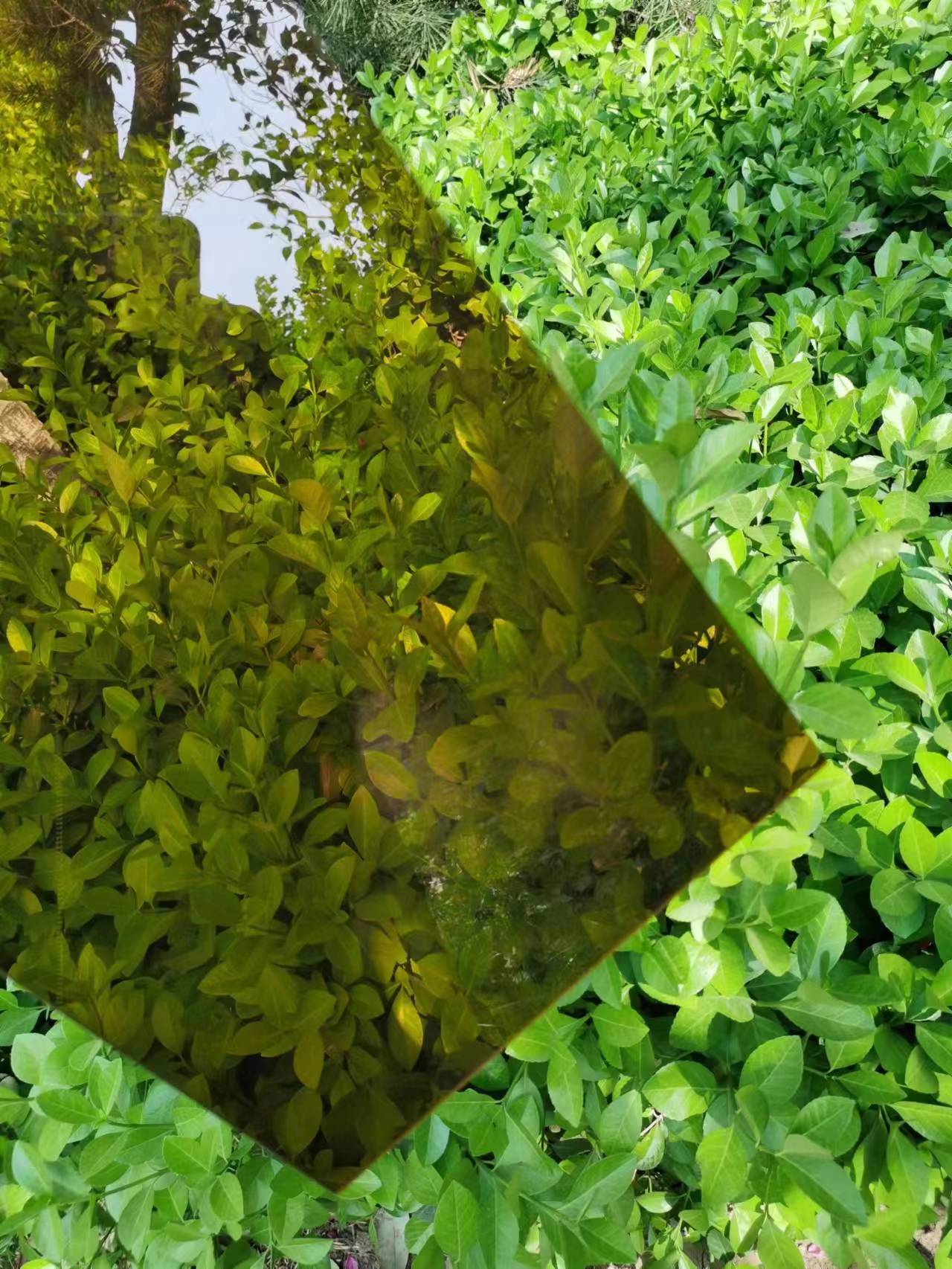 ɽΫֶ֧峧8mm-15mmuvͿ