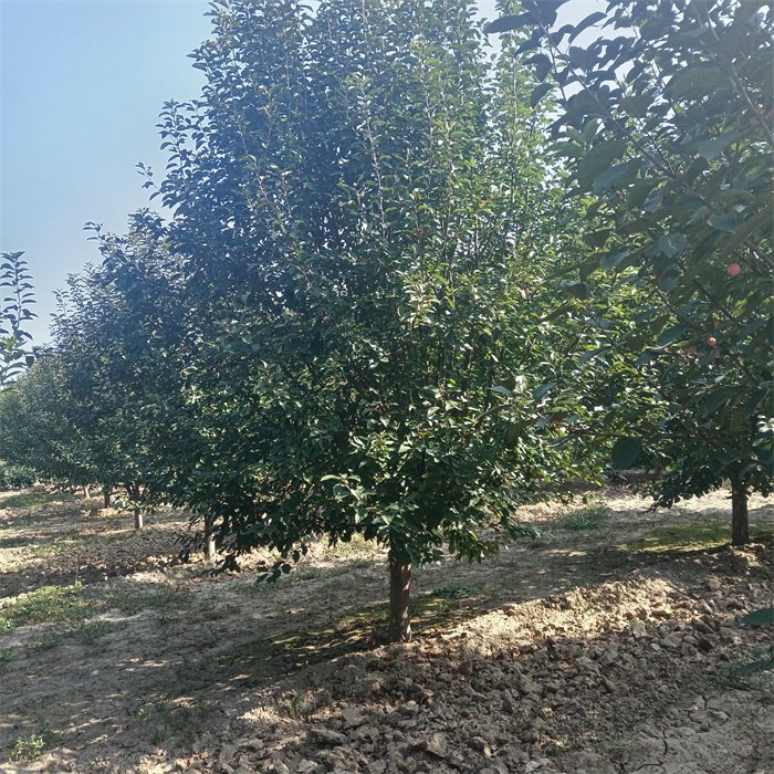 12ִ˿ļ۸8ӡڰħı